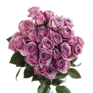 Lavander Irishka - Spray Roses, Lavander