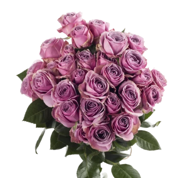 Lavander Irishka - Spray Roses, Lavander