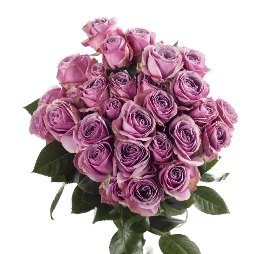 Lavander Irishka - Spray Roses, Lavander