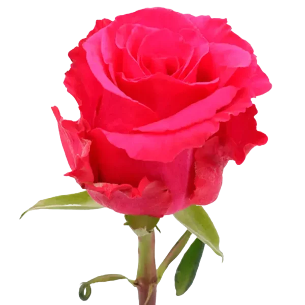 Level Up - Hot Pink Rose,