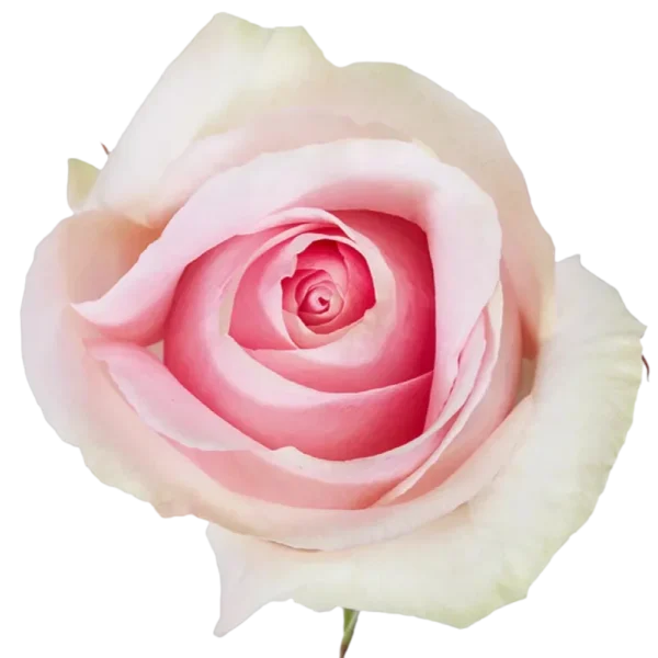 Lorraine - Pink Rose.