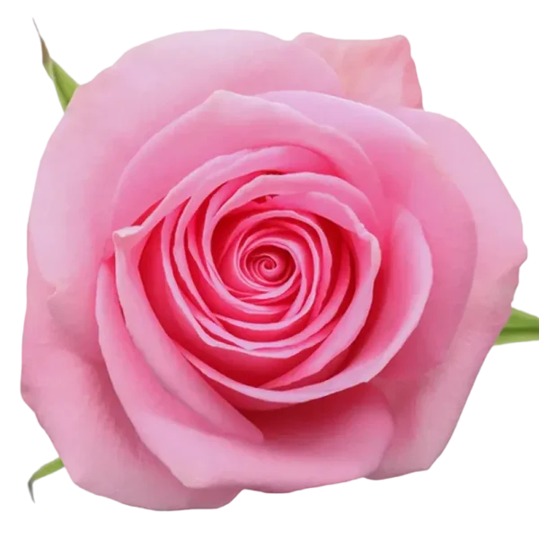 Luciano - Pink Rose.