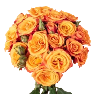 Mambo - Spray Roses, Orange