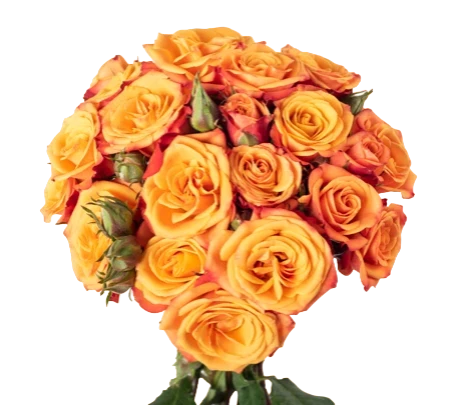 Mambo - Spray Roses, Orange