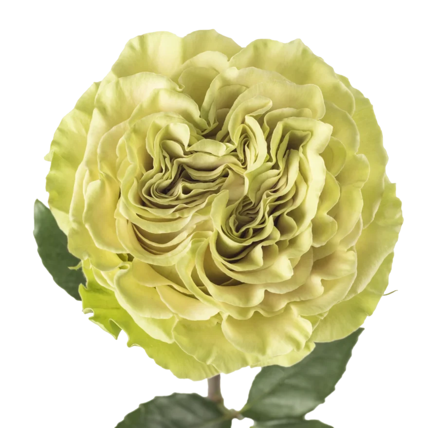 Matcha Garden - Garden Rose, Green