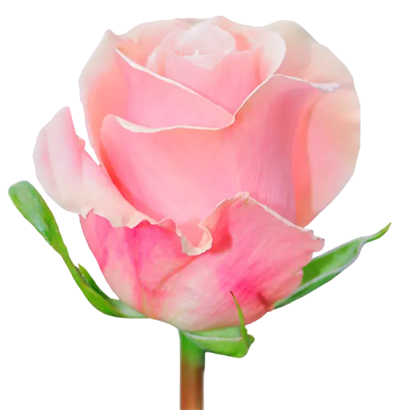 Madonna - Pink Rose,