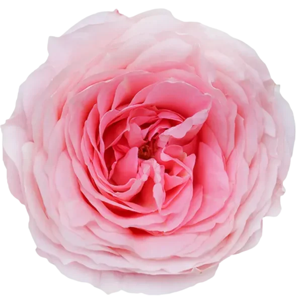 Mayras Bridal Pink - Garden Rose Pink.