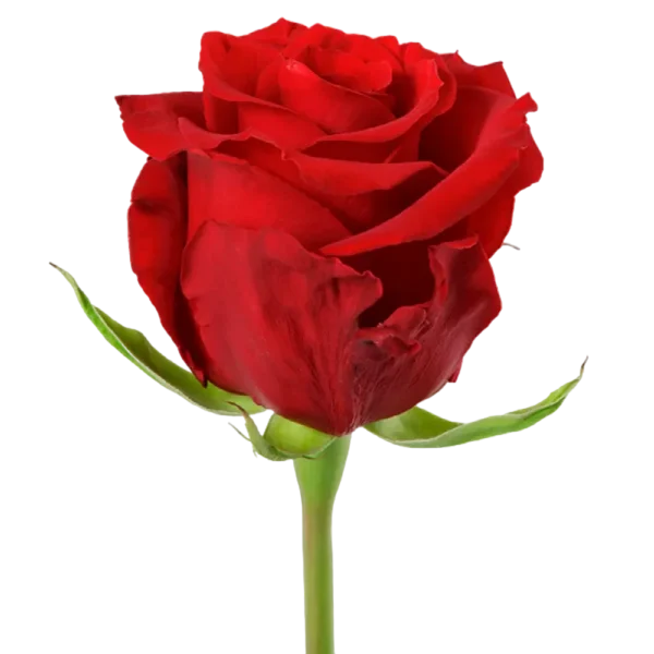 Merry Me - Red Rose,