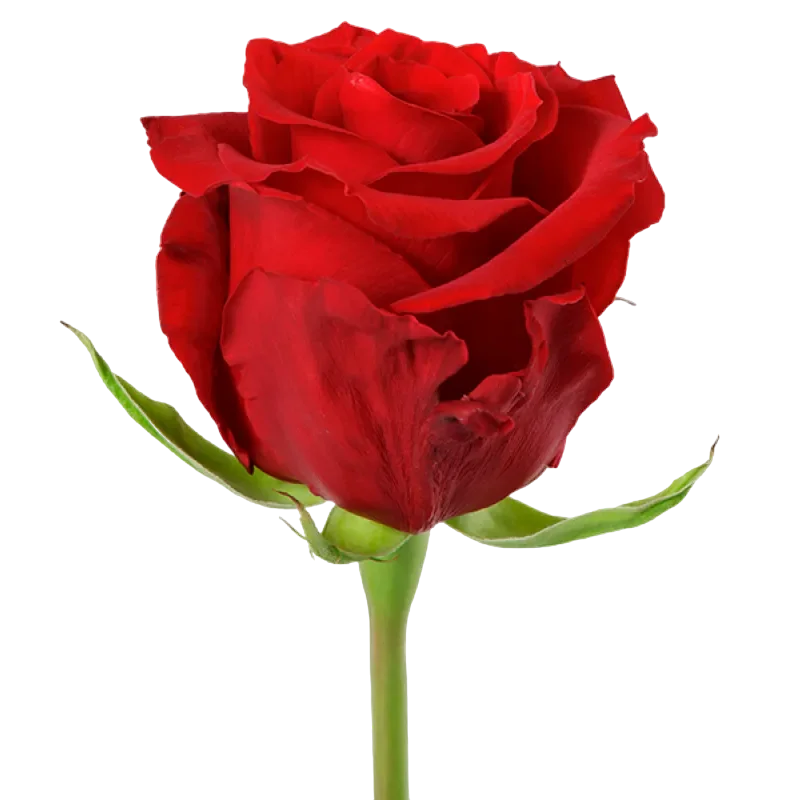 Merry Me - Red Rose,