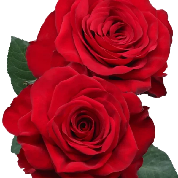 Mi Vida - Red Roses Bunch