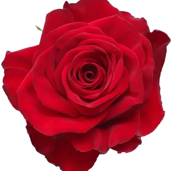 Mi Vida - Red Rose.