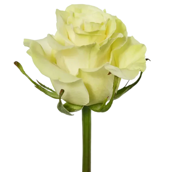 Mondial - White Rose,