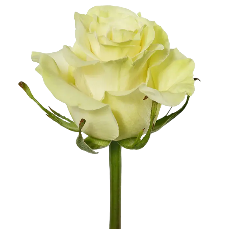 Mondial - White Rose,