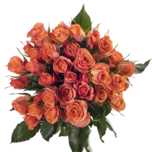 Orange Star - Spray Roses, Orange