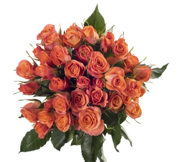 Orange Star - Spray Roses, Orange