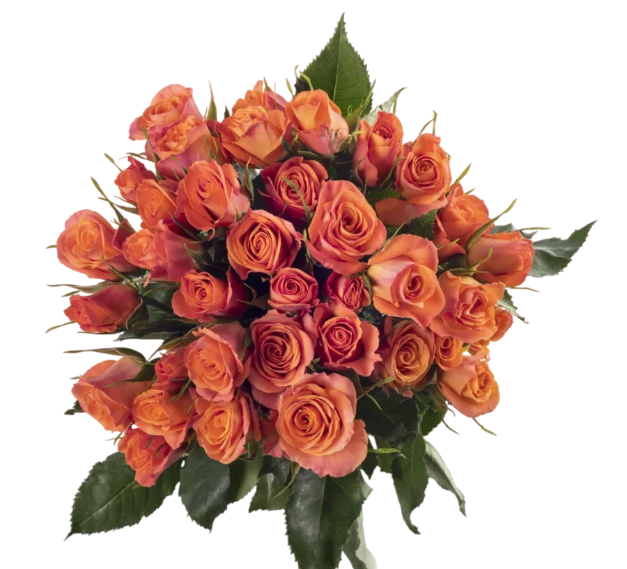 Orange Star - Spray Roses, Orange