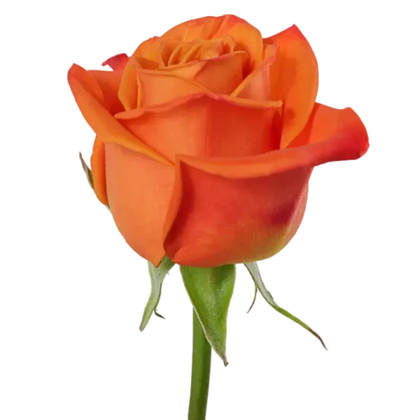 Orange Crush - Orange Rose,