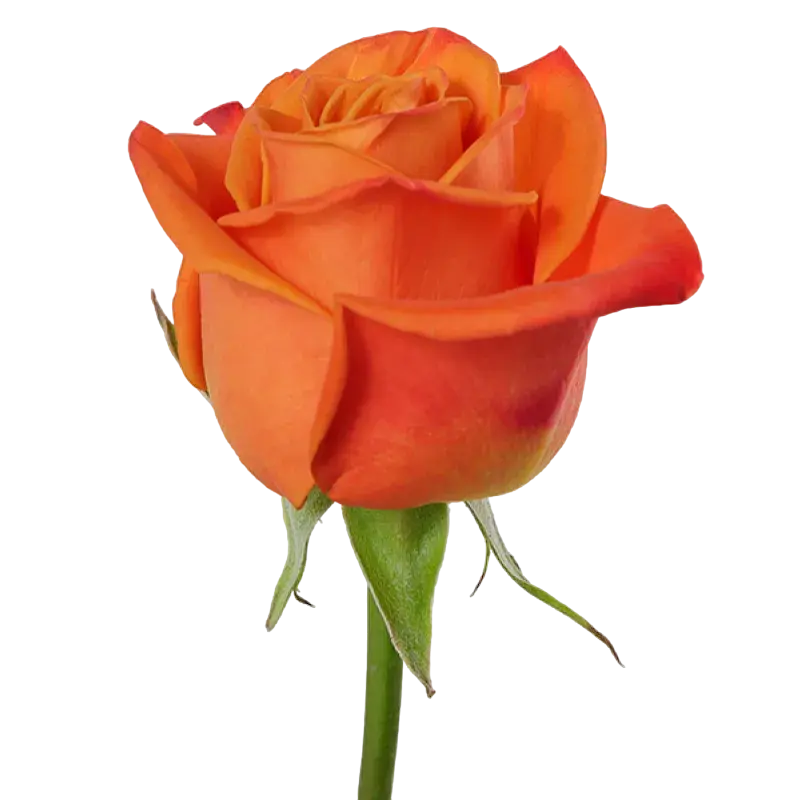 Orange Crush - Orange Rose,