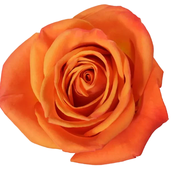 Orange Crush - Orange Rose.