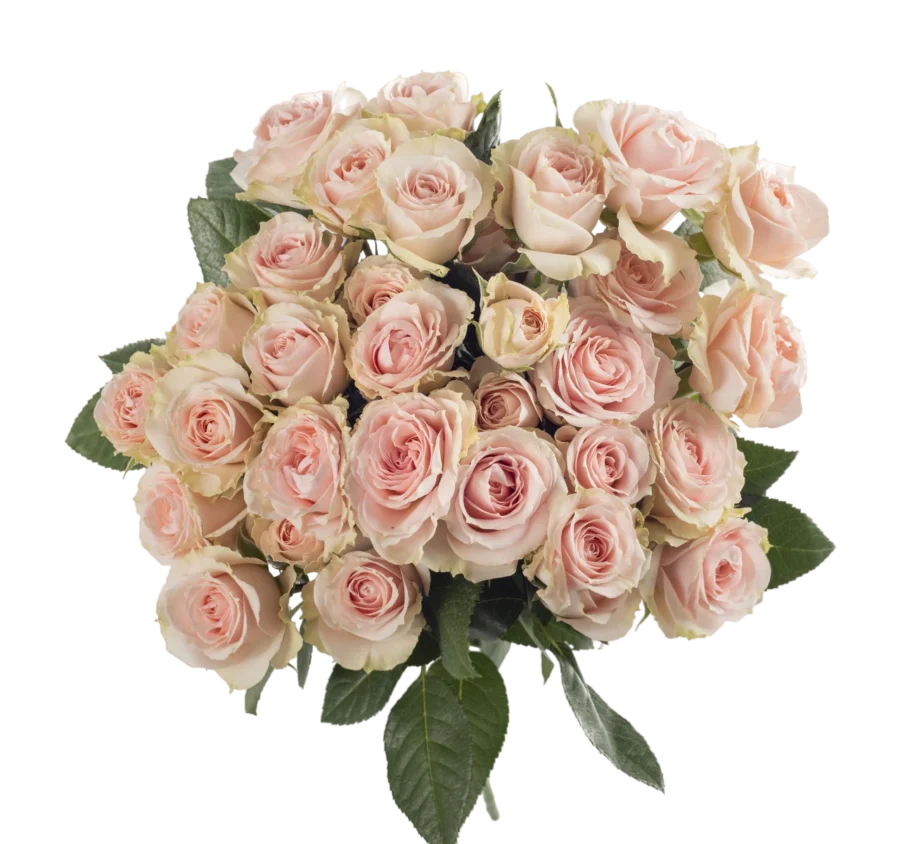 Peach Irishka - Spray Roses, Pink