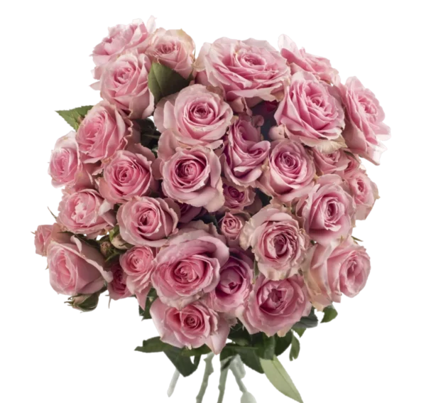 Pink Irishka - Spray Roses, Pink