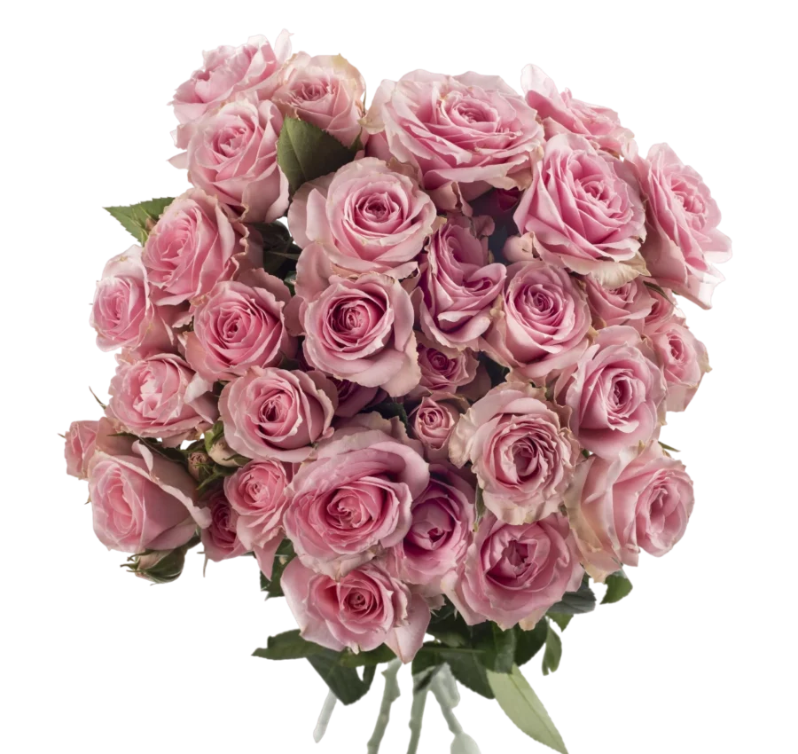 Pink Irishka - Spray Roses, Pink