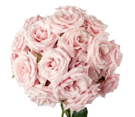 Pink Majolica - Spray Roses