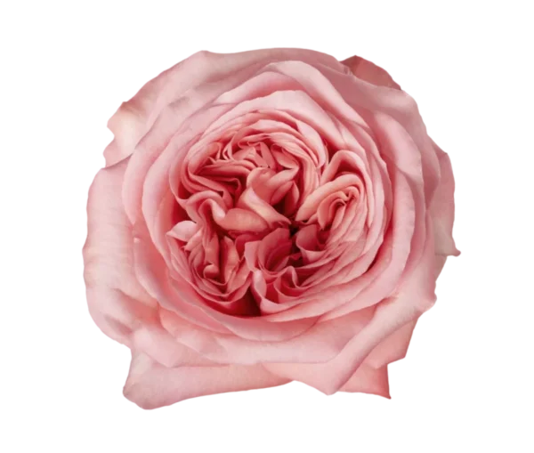 Pink Xpression - Garden Roses, Pink