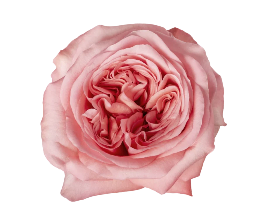 Pink Xpression - Garden Roses, Pink