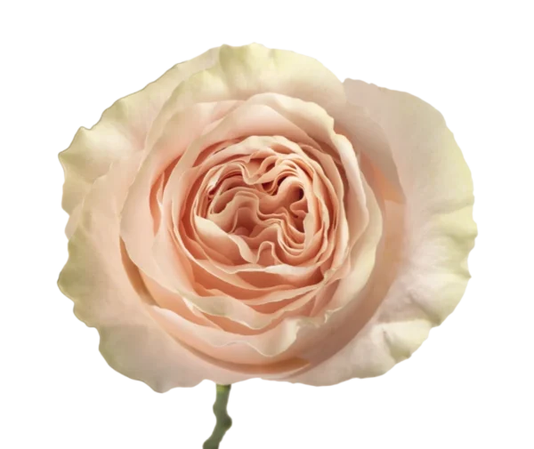 Princess Crown - Garden Roses, Soft Pink