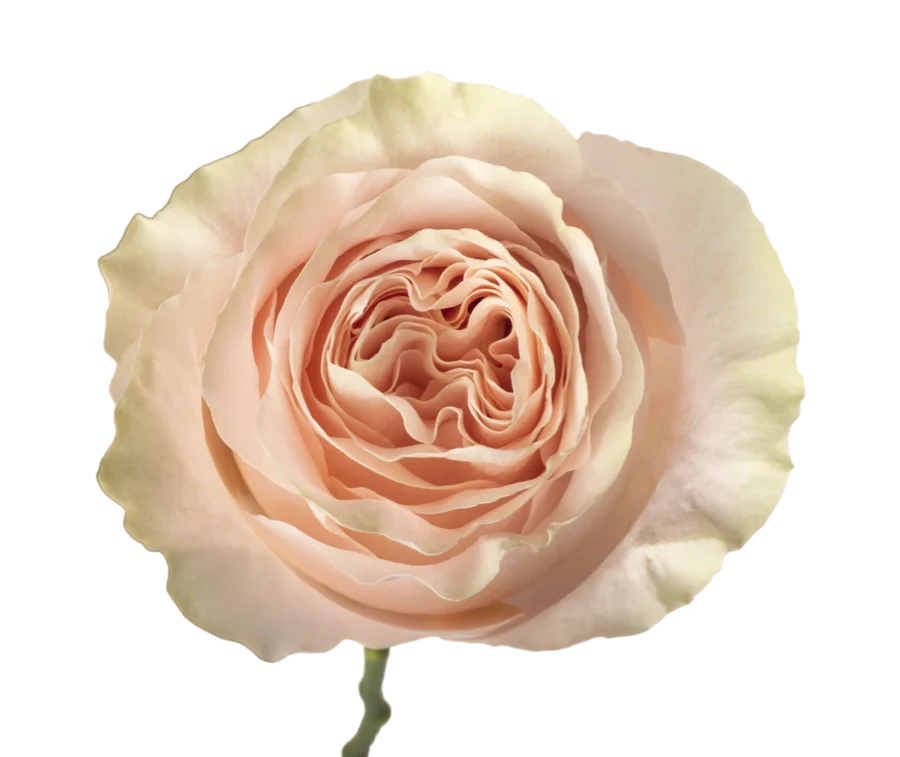 Princess Crown - Garden Roses, Soft Pink