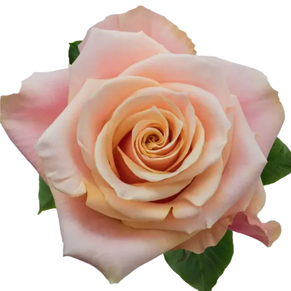 Pink Amaretto - Pink Rose.