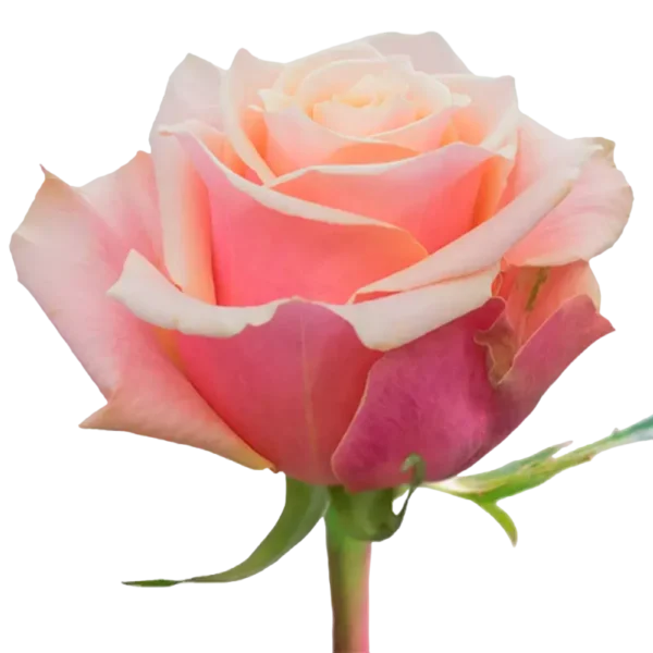 Pink Amaretto - Pink Rose,