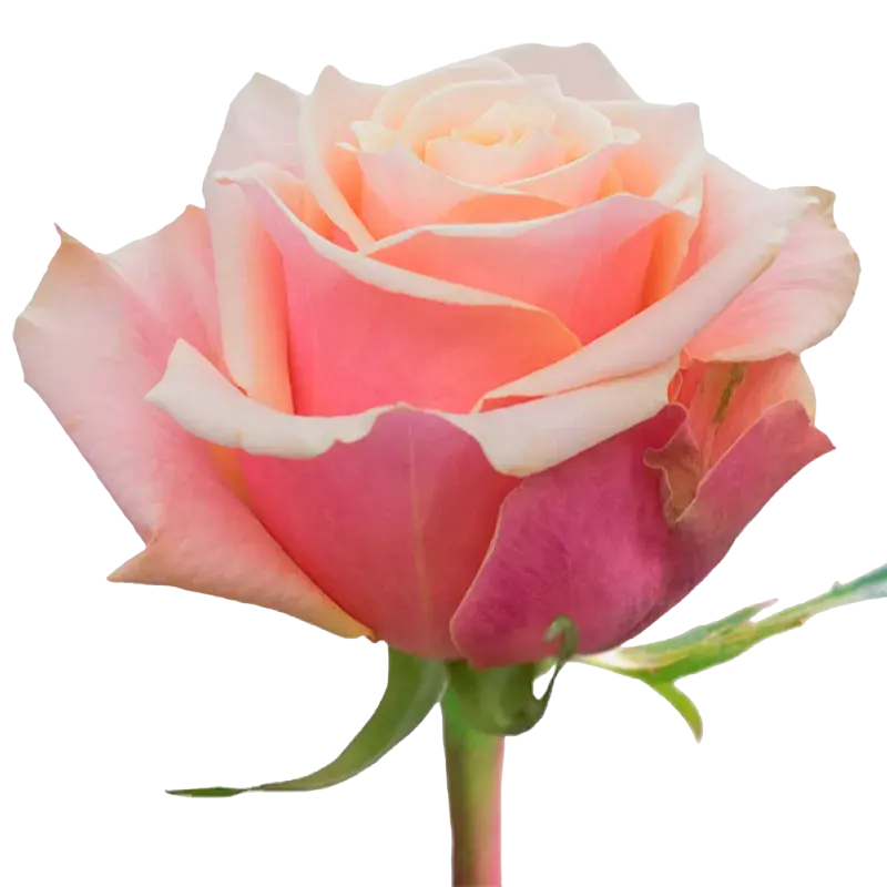 Pink Amaretto - Pink Rose,