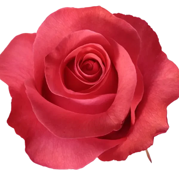 Pink Love - Hot Pink Rose.