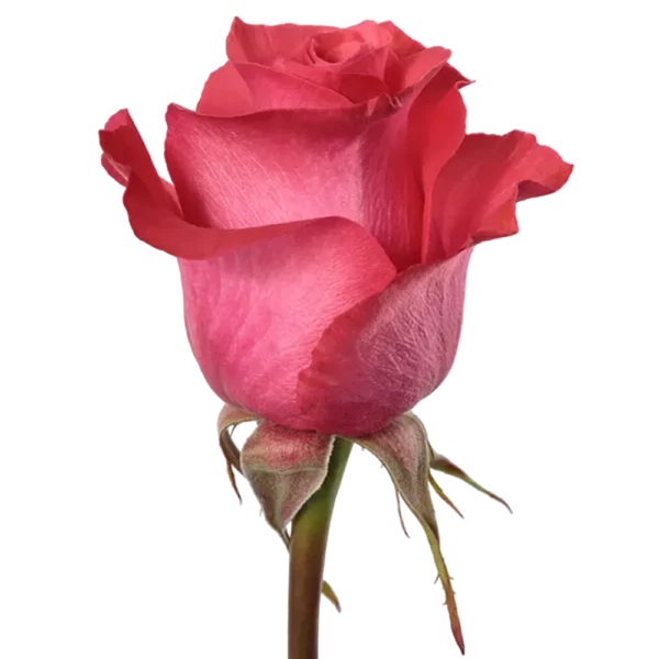 Pink Love - Hot Pink Rose,