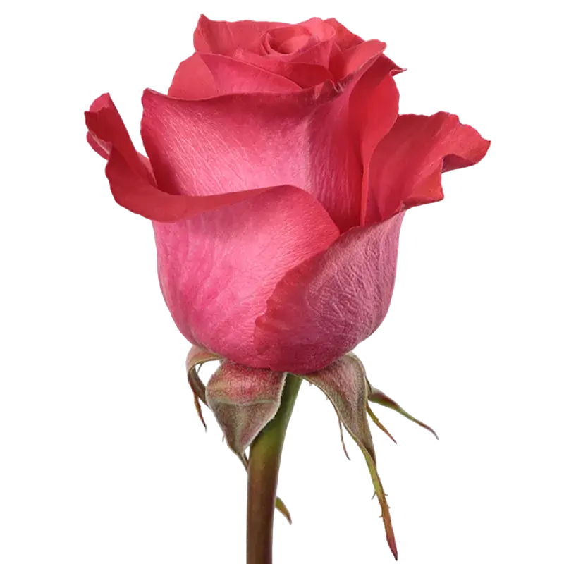 Pink Love - Hot Pink Rose,