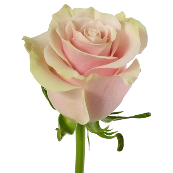 Pink Mondial - Pink Rose,