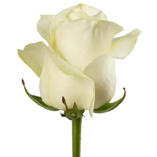 Polar Star - White Rose,