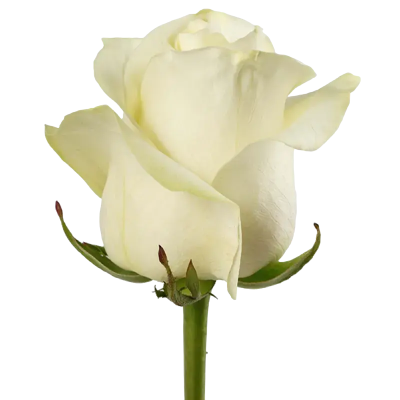 Polar Star - White Rose,