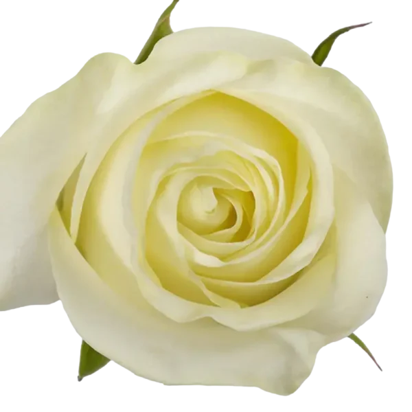 Polar Star - White Rose.