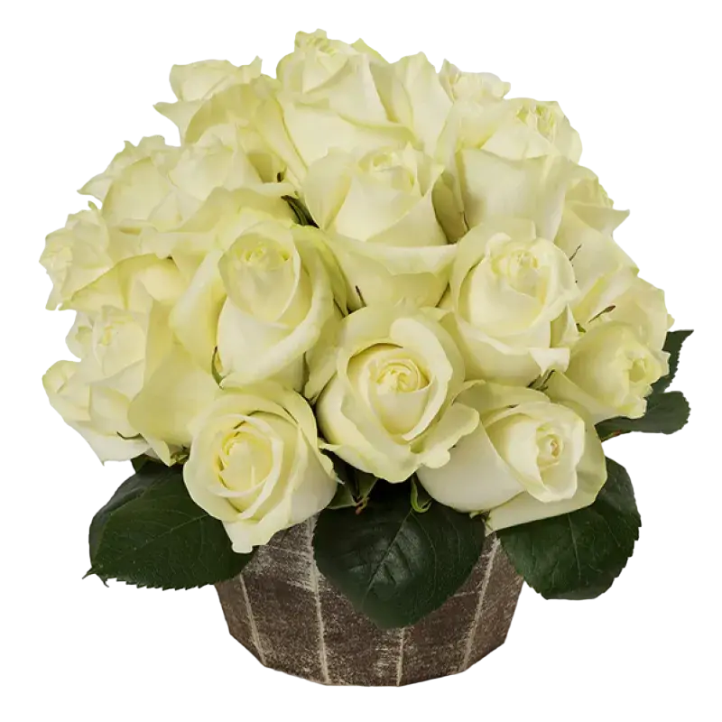 Polar Star - White Roses Bouquet