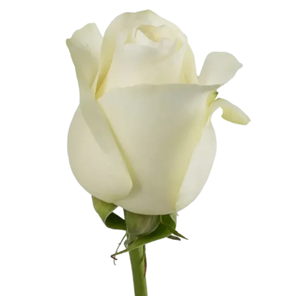 Proud - White Rose,