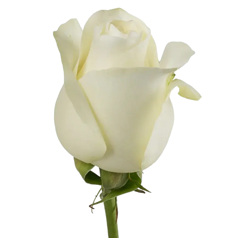 Proud - White Rose,