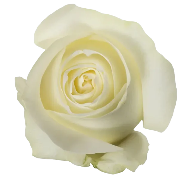 Proud - White Rose.