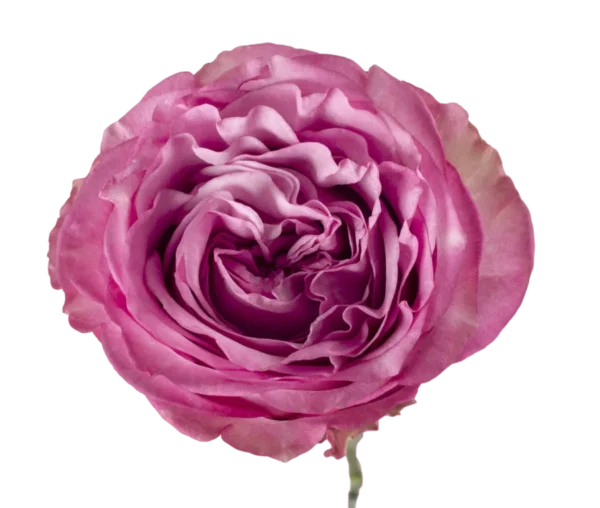 Queens Crown - Garden Roses, Hot Pink