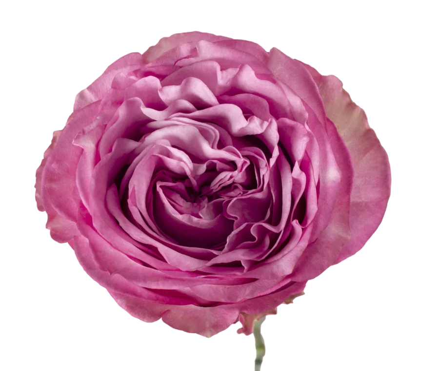 Queens Crown - Garden Roses, Hot Pink