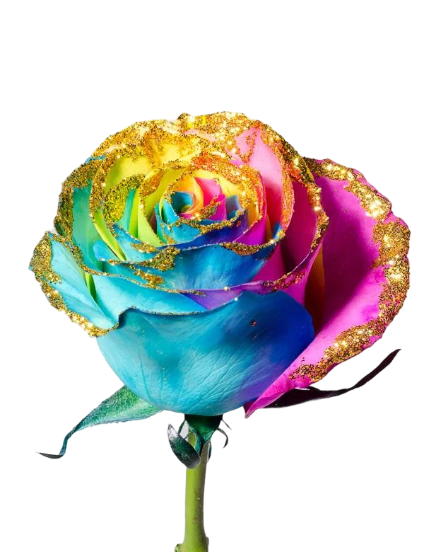 Rainbow Golden Frosty - Tinted Rose