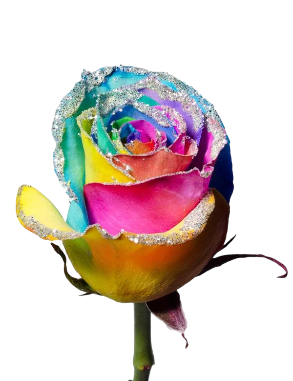 Rainbow Silver Frosty - Tinted Rose