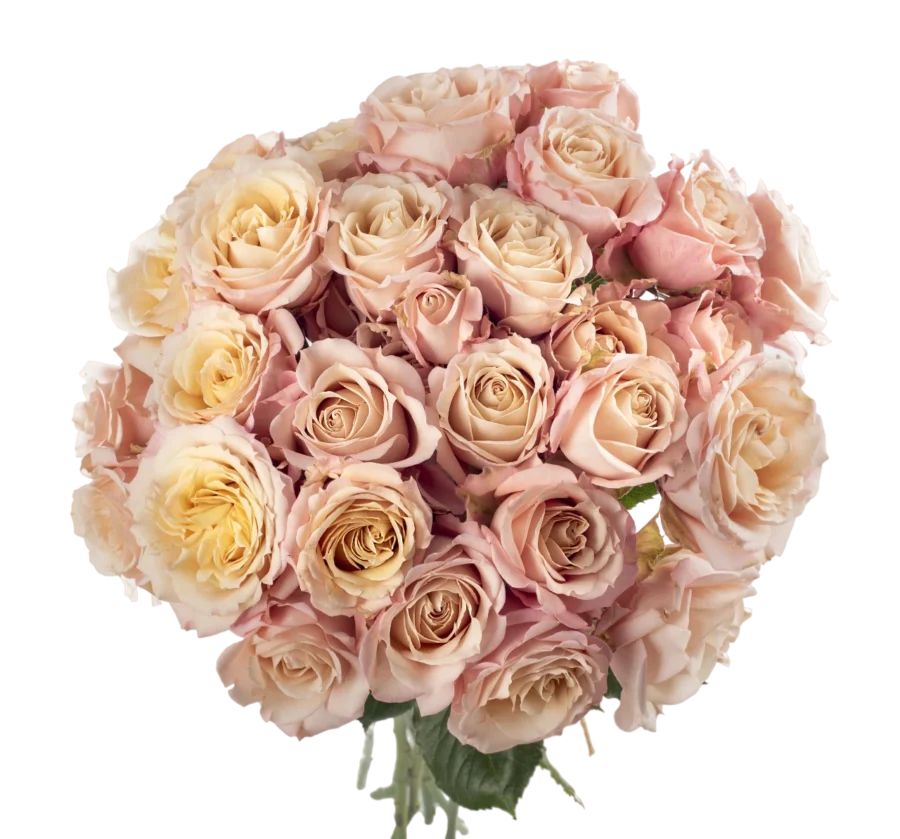 Sahara Sensation - Spray Roses, Pink